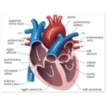 Easy Ways to Protect Your Heart Daily